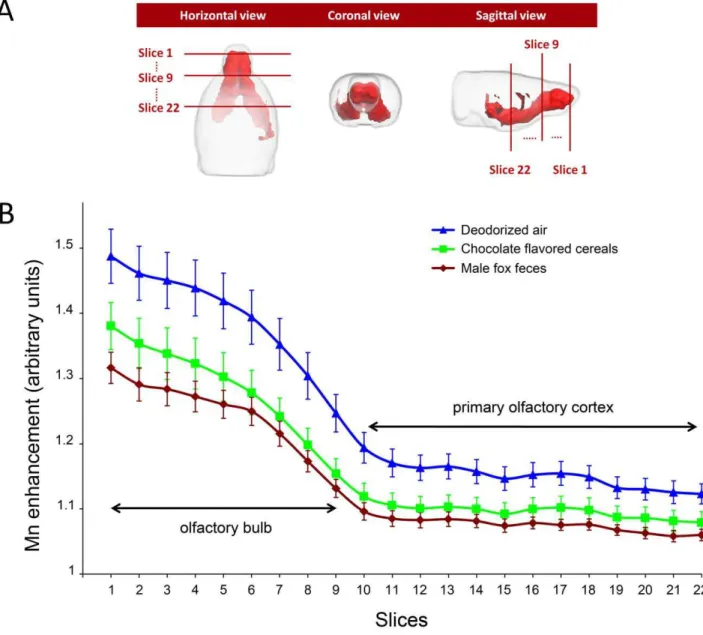 Figure 2. Effect of odorous stimulation on Mn enhancement along the olfactory pathways