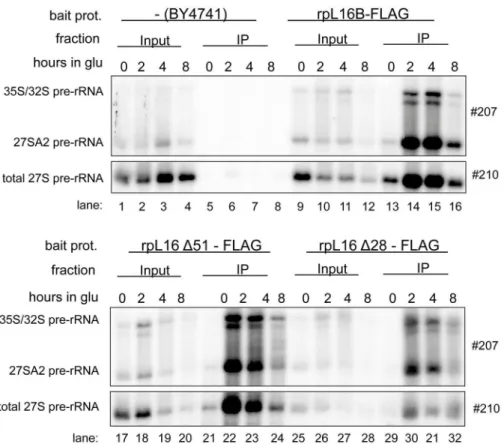 Fig 7. Impact of the C-terminal clamp-like domain of rpL16/uL13 on recruitment into early yeast LSU precursors