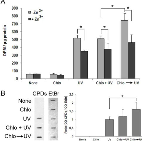 Figure 6. Chloroquine-mediated induction of p19 increases the ability of Neuro-2a cells to repair UV-damaged DNA
