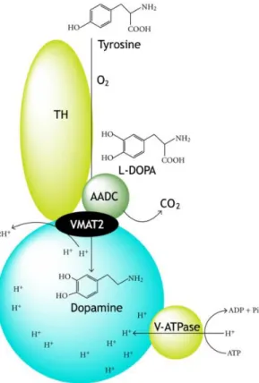 Figure  1:  Scheme  with  the  process  of  dopamine  synthesis  and  of  uptake  to  the  synaptic  vesicles