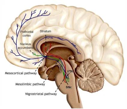 Figure  3:  Dopaminergic  projections  to  the  forebrain.  Dopaminergic  neurons  located  in  the  substantia  nigra  pars  compacta  (SNc)  and  the  ventral  tegmental  area  (VTA)  project  their  axons  to  the  striatum,  nucleus accumbens and prefr