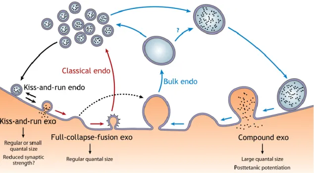 Figure  6:  Schematic  synaptic  vesicle  exo-endocytosis  coupling.  Three  modes  of  exocytosis                (exo)  —  full-collapse  fusion,  kiss-and-run,  and  compound  exocytosis  —  are  coupled  to  classical 