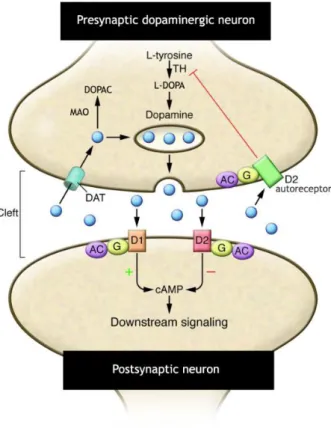 Figure 8: Schematic representation of dopamine cycle. D1- and D2-like family receptors are positively  or negatively coupled to adenylate cyclase (AC) via G proteins (G)