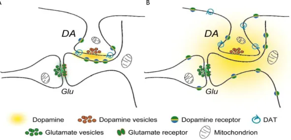 Figure 9: Two hypotheses for the dopaminergic synaptic transmission. A) Schematic representation of a  conventional dopamine (DA)ergic synapse on the neck of  a dendritic spine  on a striatal medium spiny  neuron