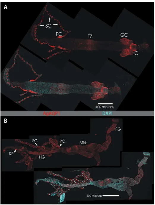 Figure 4.  Whole-mount confocal microscopy of AgAQP1 localization in the larval and adult female alimentary canals