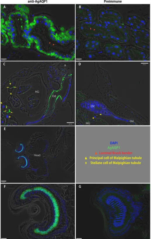 Figure  6.    Localization  of  AgAQP1  in  adult  and  larval  mosquitoes  by  immunofluorescence  of  sections