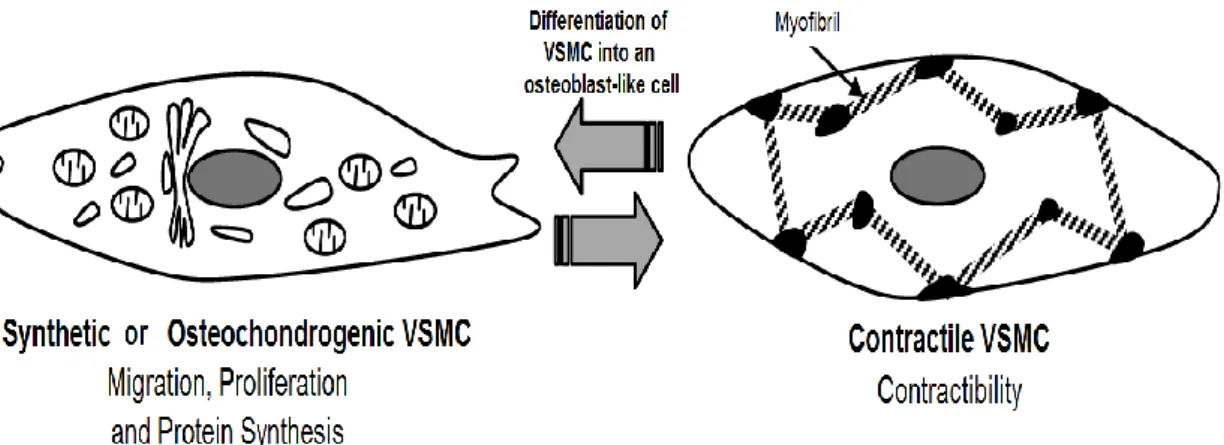 Figure 2.2 - VSMC’s Phenotypic Plasticity. VSMCs transform their phenotypes in response to  the surrounding environment
