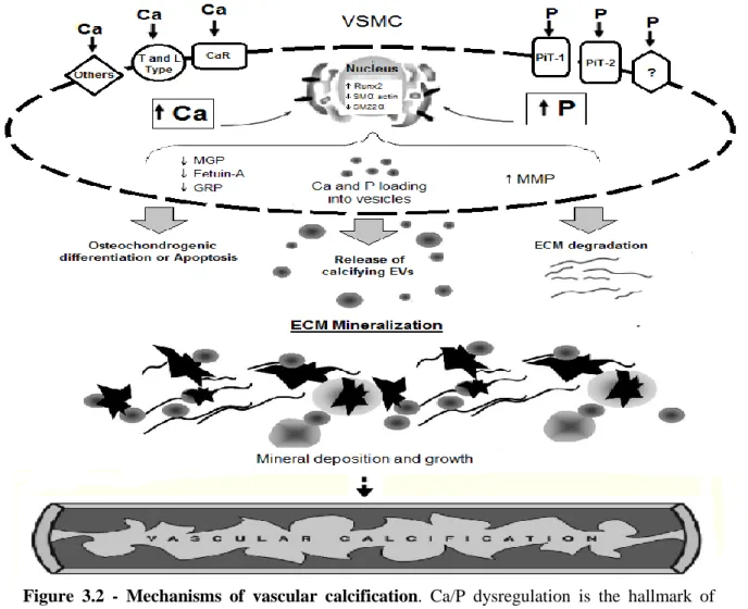 Figure  3.2  -  Mechanisms  of  vascular  calcification.  Ca/P  dysregulation  is  the  hallmark  of  vascular  calcification,  inducing  multiple  signaling  pathways  that  increase  the  susceptibility  of  VSMC  to  calcification