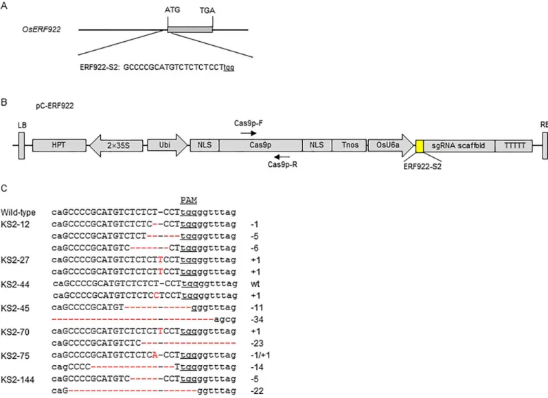 Fig 1. CRISPR/Cas9-induced OsERF922 gene modification in rice. (A) Schematic of OsERF922 gene structure and the C-ERF922 target site (ERF922-S2)