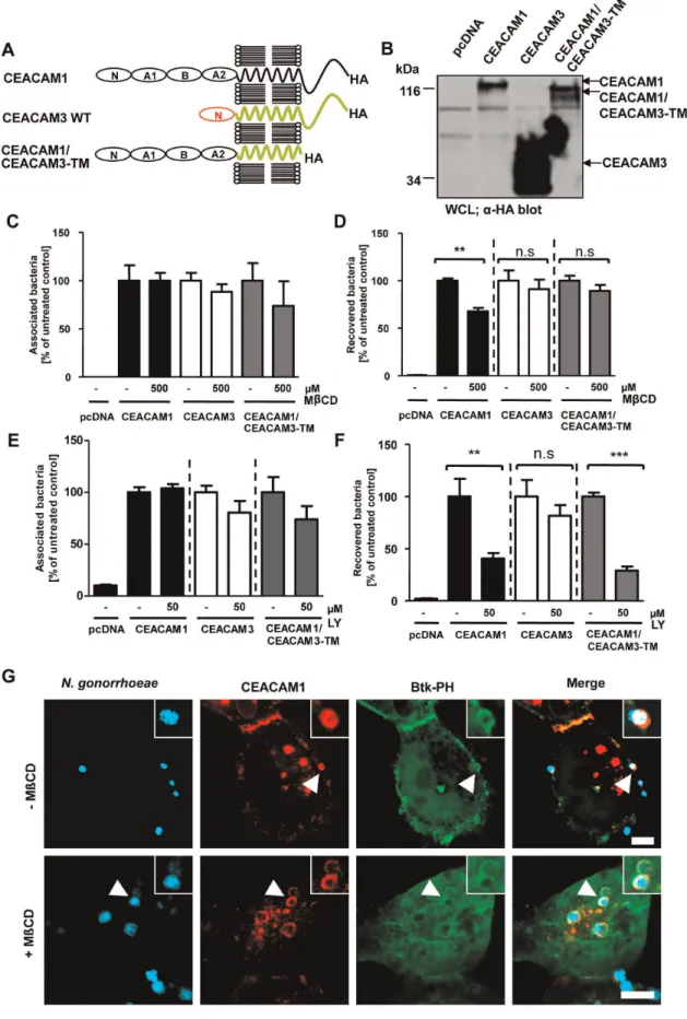 Figure 7. Membrane microdomain localization is not required for CEACAM1-initiated PI(3,4,5)P generation