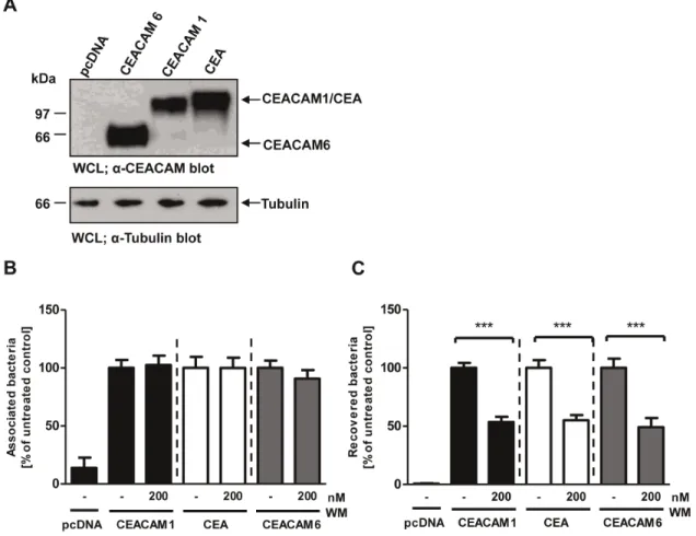 Figure 8. Bacterial uptake via several epithelial CEACAMs requires PI3K activity. (A) 293 cells were transfected with empty vector (pcDNA) or constructs encoding CEACAM1, CEA, or CEACAM6