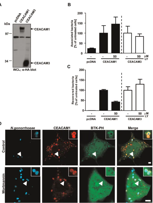 Figure 2. Inhibition of PI3K activity decreases uptake of Opa CEA -expressing gonococci via CEACAM1