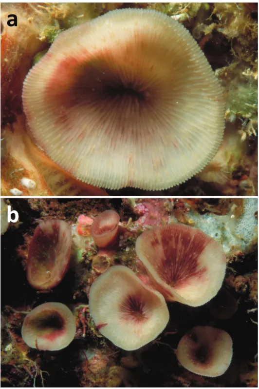Figure 1. Living specimens of Leptoseris troglodyta sp. n. a Philippines, Cebu Strait, W of Bohol, NW  of Cabilao Island, 10–30 m depth (7 November 1999) b Indonesia, NE Kalimantan, Berau Islands, S of  Derawan Island, 7–10 m depth (4 October 2003).