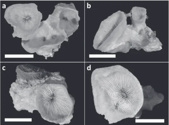 Figure 3. Holotype (RMNH Coel. 40138) and three paratypes (RMNH Coel. 40139) of Leptoseris  troglodyta sp