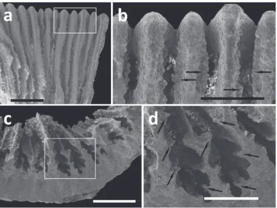 Figure 5. SEM photographs of Leptoseris troglodyta sp. n.  from Wakatobi, Indonesia (RMNH Coel