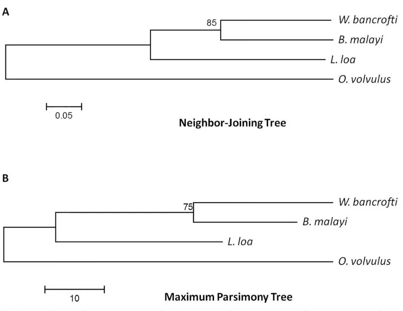 Fig 3. Phylogenetic Analysis. The evolutionary history of ALT-2 consensus sequences from B
