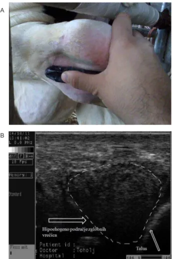 Figure 2. Ultrasound examination. A: tube position during the examination; Right: Ultrasound indings, there can be  noticed the increased echogenic content in articular capsule (photo: J