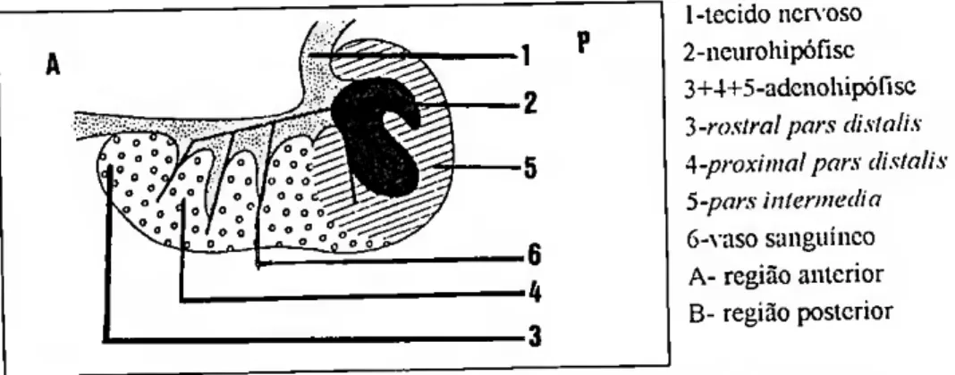 Figura 3 - Corte sagital da hipófise dos teleósteos. (extraído de Benllcy. P. J.. 1982)