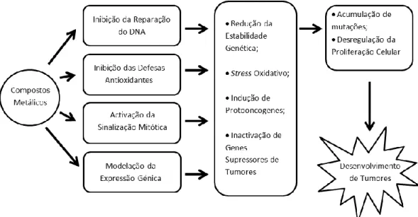 Figura 2 – Principais mecanismos de carcinogenicidade de metais (Adaptado de Beyersmann e  Hartwig, 2008)