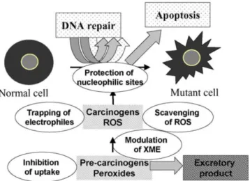 Figura 6 – Esquema das potenciais vias de intervenção de um antimutagénico nos processos de  mutagénese em humanos (Ferguson et al., 2004)