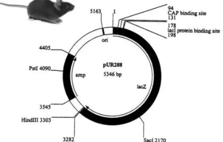 Figura 9 – Plasmídeo pUR288 usado para gerar os ratinhos transgénicos C57BL/6  [Adaptado de Gossen et al., (1995)]