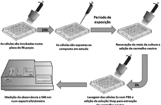 Figura  14  –  Esquema  dos  passos  principais  do  ensaio  do  vermelho  neutro  em  células  [Adaptado  de  Pinto, 2011]