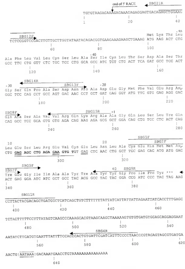 Figure III-3. Complete nueleotide sequenee of Sparus BGP eDNA and deduced amino aeid sequenee of  polypeptide
