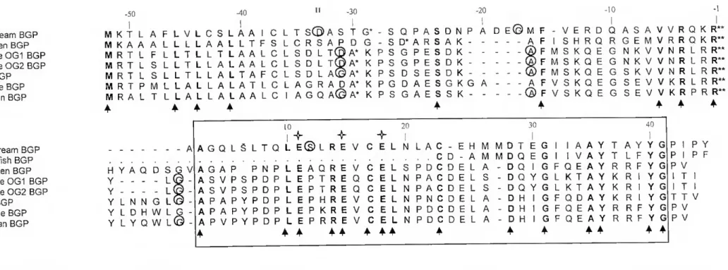 Figure III-4 Amino acid sequences of ali known complete pre-proBGPs. Sequences were aligned and conserved residues marked by vertical arrows