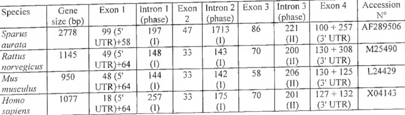Table II1-III. Characteristics of known BGP gene structures. Gene, exon and intron sizes (in  base pairs, bp) are indicated for ali known BGP genes