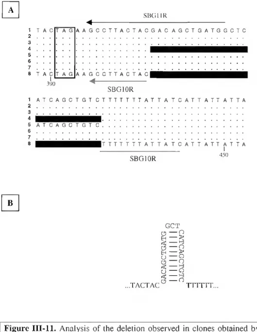 Figure III-ll. Analysis of the deletion observed in clones obtained by RT-PCR. A. Partial  nucleotide sequences of Sparus BGP cDNA from different clones obtained in independem  experiments by RT-PCR (l to 8)