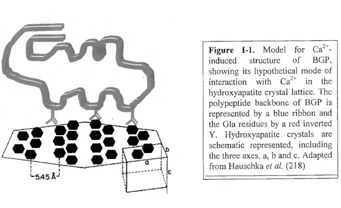 Figure 1-1. Model for Ca 2+ -  induced structure of BGP,  showing its hypothetical mode of  interaction with Ca 2+  in the  hydroxyapatite crystal lattice