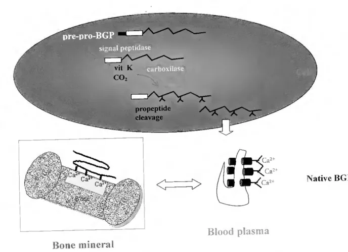 Figure 1-2 General pathway of BGP biosynthesis and secretion by osteoblasts. Prepro BGP  M « 10 000) consists of a 23-26 residue prepeptide, a 22-28-residue propeptide, and a 45 to  50-residue BGP sequence (this study, 117, 261, 371, 527), the exact size o