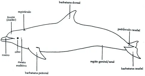 Figura 1- Anatomia externa do golfinho-roaz (dos Santos, 1998)