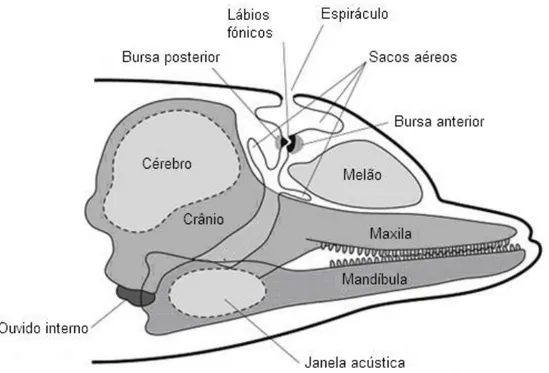 Figura 2- Desenho esquemático da cabeça do golfinho-roaz evidenciando estruturas envolvidas na audição e  também produção de sons