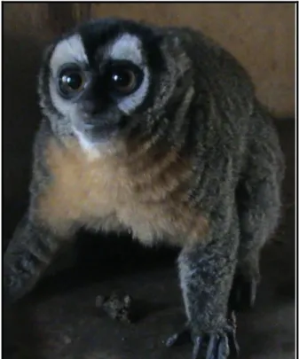 Figura 2. Macaco da noite (Aotus spp). Foto: Renata Duarte 