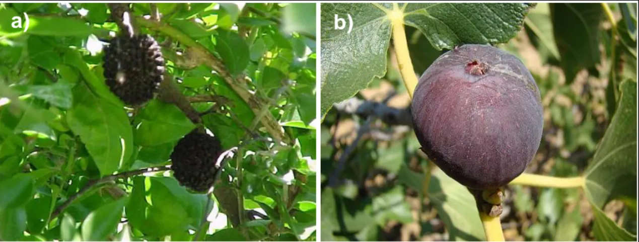 Figura  18.  Principais  frutos  consumidos  pelo  macaco  da  noite  na  natureza.  Em  a)  Guazuma  ulmifolia  e  em  b)  Ficus  spp