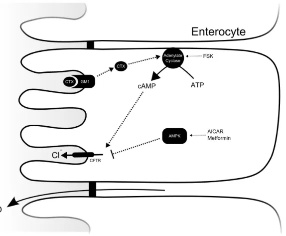 Figure 1. Cell model summarizing the hypothetical inhibitory effect of AMPK activation on CTX induced chloride secretion