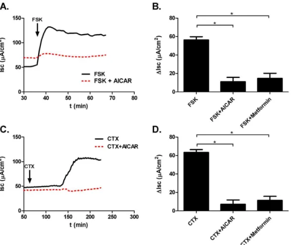 Figure 7. Fluid accumulation in isolated jejunal loops. Left: Note the increased loop swelling of CTX treated loops (left) vs