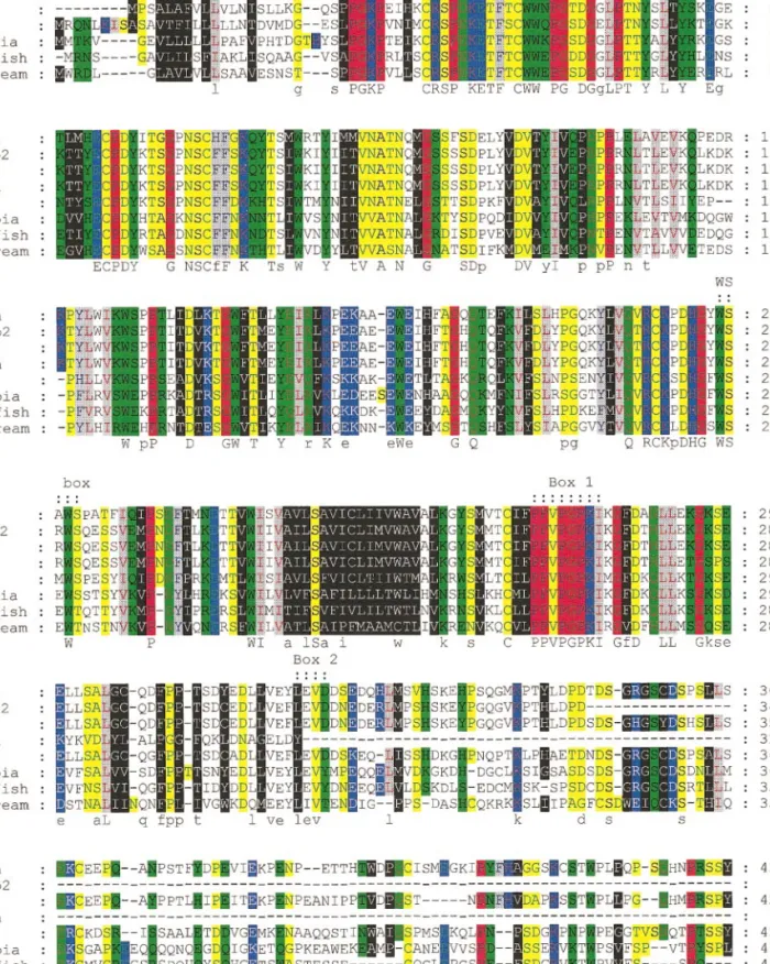 FIG. 2. Multiple sequence alignment of sea bream PRLR (sbPRLR) with PRLR from several other vertebrates