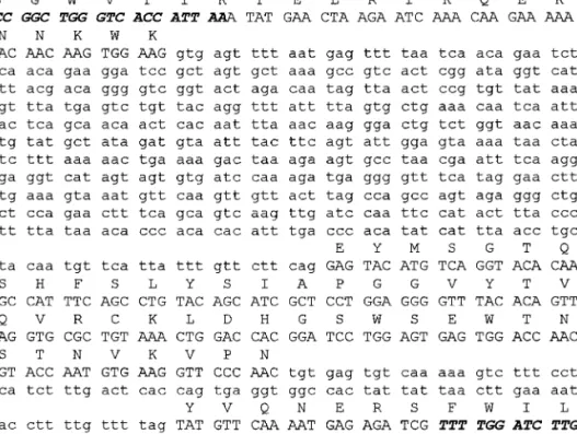 FIG. 3. Nucleotide sequence and deduced amino acid sequence of the PCR-amplified genomic sequence of sea bream PRLR