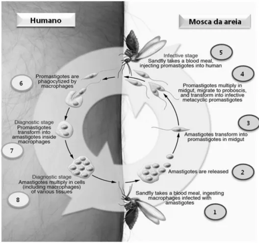 Figura 2 – Ciclo de vida de Leishmania spp. A mosca da areia alimenta-se de sangue do hospedeiro (neste  caso Humano), ingerindo macrófagos infectados com amastigotas (1); Os amastigotas são libertados (2) e  transformam-se  em  promastigotas  no  tracto  