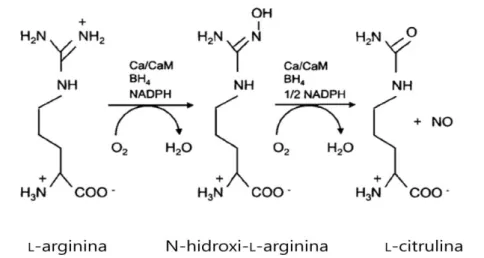 Figura 4 – Reacção catalisada pelo enzima NOS. O substrato ( L -arginina) é convertido a  L -citrulina e óxido  nítrico  (NO)  por  acção  do  enzima,  que  necessita  de  diversos  cofactores,  ocorrendo  a  formação  do  intermediário  N-hidroxi- L -argi