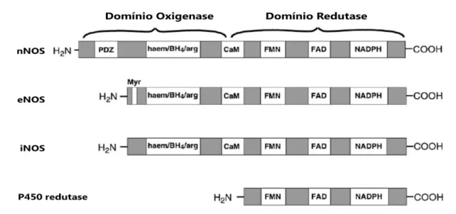 Figura 5  –  Representação esquemática das isoformas dos sintases do óxido nítrico (NOS) e do citocromo  redutase P450