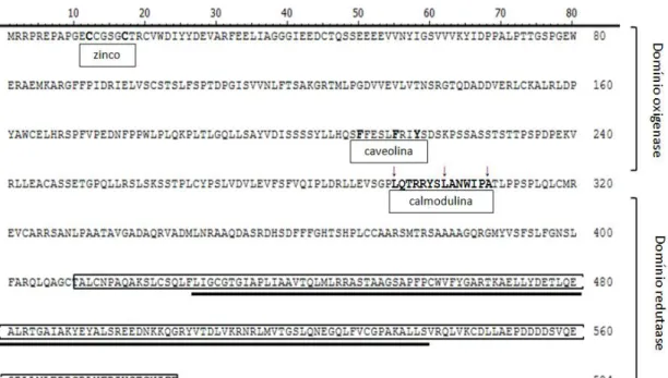 Figura  10  –  Sequência  da  proteína  codificada  pelo  gene  seleccionado  em  formato  FASTA  (UniProt  ID  A4HYH5), com identificação de domínios e motivos
