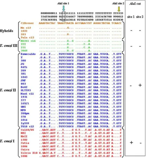 Figure 2. Sequence of a 290–Base Pair Fragment of the Mitochondrial COII Gene of 41 Strains of T