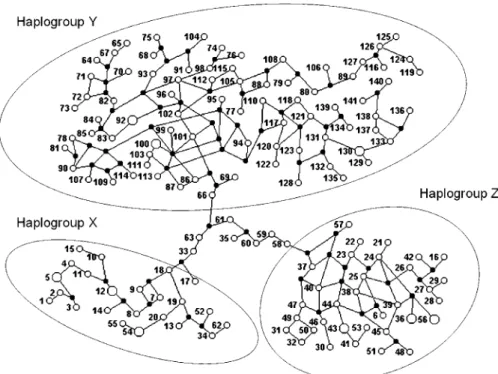 Figure 5. Diagram Depicting the Proposed Model for the Evolution of T.