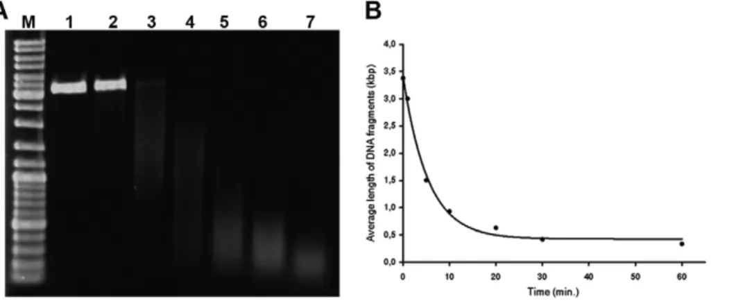 Figure 1. The cleavage of plasmid DNA using copper(II) sulfate and sodium ascorbate in presence of oxygen