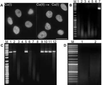 Figure 2. The gaps detection, the effect of SOD, Hepes and Tris-HCl and the abasic sites detection