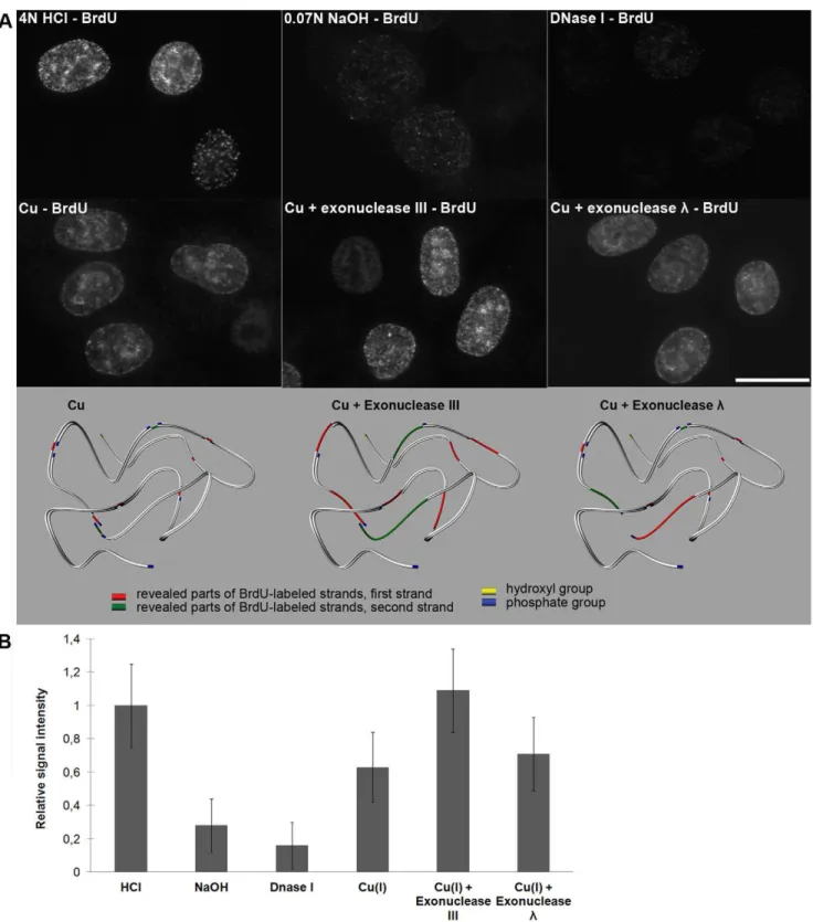 Figure 4. Copper(I)-oxygen efficiently reveals incorporated BrdU; the revelation can be further increased by means of exonucleases