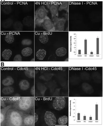Figure 6. A comparison of the methods based on HCl, DNase I and copper(I) ions. A) The detection of PCNA in non-treated cells (control; the cells were just fixed and permeabilized without any additional treatment), cells treated with 4 N HCl, DNase I or wi
